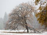 Yosemite Fall 012